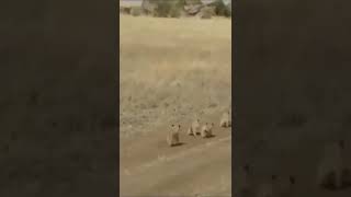 run run run baby lion and father #animals #shorts #beautiful #love #cute #loveanimals #lion