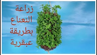 زراعة النعناع في المنزل بطريقة عبقريةplanting mint