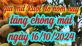 giá mít hôm nay ngày 16/10/2024