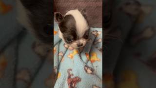 Tiniest Puppy EVER #sweetiepiepets #puppy #chihuahua #chihuahuapuppy #tinypuppy #puppies