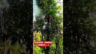 #shortvideo #madualam #bushcraftcamping #panenmadulebahapisdorsata #nature #fypシ゚viral #hutan #madu