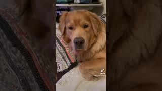 Es tan perfecto#goldenretriever #perros #cute #funny #dog #tiktok #trending #love #reels #viral #fyp