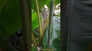 pisang 40 hari (Ulin/Barlian) #shorts