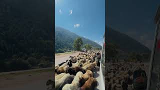 🐏❤️ #minivlog #nature #mountain #pakistanbeauty #travel #gilgitbaltistan #iphone