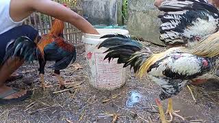 ngeriii bro !!! jumpa botoh ayam bangkok kawakan dari jalan wonosari yogyakarta, main pinggiran !!!