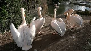 Pelikane im Zoo Basel