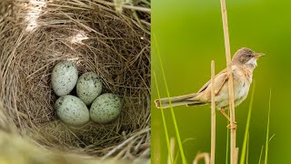 Whitethroat - Bird Nest With Eggs - Snippet From A Bird Nest Walk