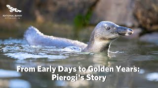 From Early Days to Golden Years: Pierogi's Story