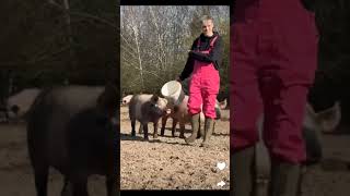 Enzo Knol en Milan Knol chillen met varkens 🐖