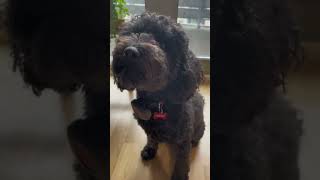 Dog POV: when they come home smelling of another dog… uh oh 😅