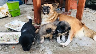 Heartbreaking | The mother dog and her three puppies eat together.