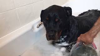 Kimbo bath time - part 2