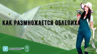 Как размножается облепиха