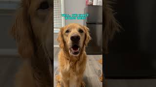 You can stop at pretty! #goldenretrieverlife #goldenretrievers #funnydogvideos