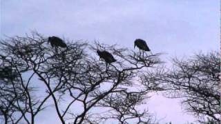 57 - John Goldie viewing Marabou Stork between Nairobi and Mombasa.