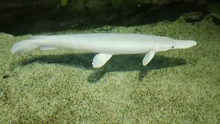 Ikan Aligator Albino