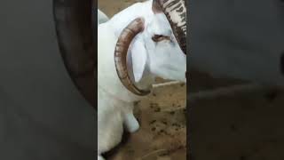 4 seeng wala dunbaa🐏#youtube #shorts #eidmubarak #best #youtube sajida,s daily life#viral