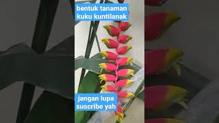 bentuk tanaman kuku kuntilanak #shorts #tanamanhias #trending  #viral