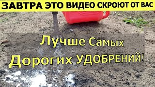 Я в ШОКЕ! ТАК ПРОСТО! Просыпте этим землю для обильного урожая всего!