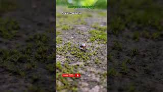 Manual Focus Smartphone videography| #tech #shorts #snail #nature