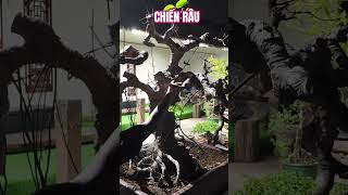 Cắt có đúng không #yeucay #bonsaitree #shortvideo