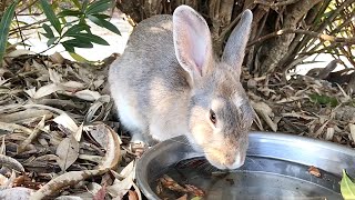 A beautiful rabbit is drinking water deliciously!