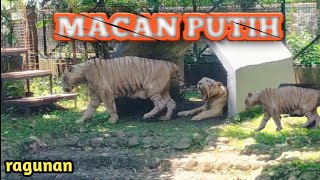 Taman margasatwa || MACAN PUTIH