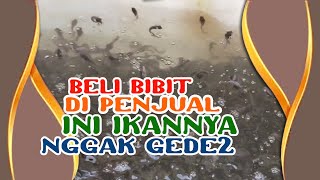 #dtvlele INGAT, Penjual BIBIT Jual Lah BIBIT Sortiran Ke 1,2 dan 3 SAJA, Biar Pembeli GAK RUGI