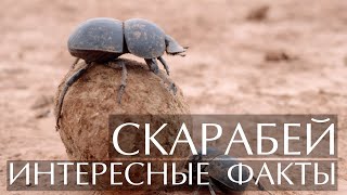 Жук скарабей - интересные факты