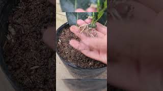 How to grow a jackfruit tree from leaves is very simple