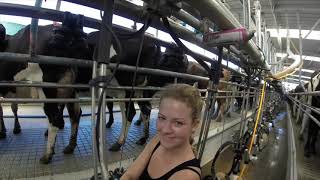 Dairy Farming in New Zealand