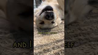 My dogs thoughts first thing in the morning #goldenretrieverlife #goldenretrievers #funnydogvideos