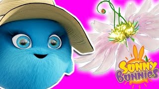 Cartoons For Children | Sunny Bunnies THE SUNNY BUNNIES MAGIC FLOWER | Funny Cartoons For Children