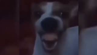 Dog Laughing Meme ( Sound Effect )