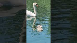 Cygnets and Dragonflies