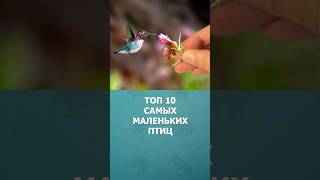 Топ 10 самых маленьких птиц на земле #шортс #топ10 #птицы #комарик #shorts #малышам