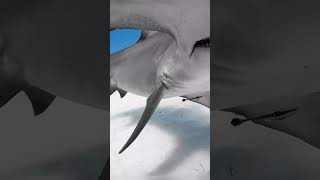 Feel Every Muscle Around You? Sharks Do!🐬🦈🤿🌊#shorts #youtubeshorts #shortvideo #viralvideo #trending