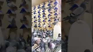 من روائع الموايجي لوفت #pigeon