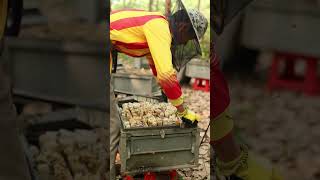 Cutting honey comb at the rubber tree/ Honey flow during rubber tree season