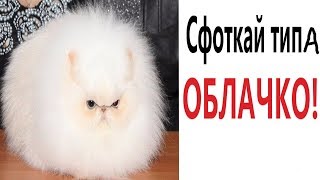 Лютые приколы. СФОТКАЙ ТИПА ОБЛАЧКО! СМЕШНЫЕ ЖИВОТНЫЕ! РЖАКА ДО СЛЁЗ - Domi Show