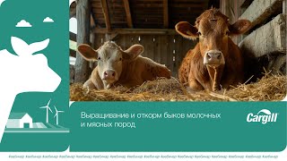 «Выращивание и откорм быков молочных и мясных пород»