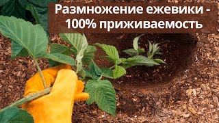 Размножение ежевики - 100% приживаемость. Простой и быстрый способ.