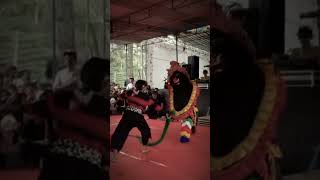 Aksi bopo entul di atas panggung #garudawisnusatriamuda #bantengan #barongan #barongandevil #entul