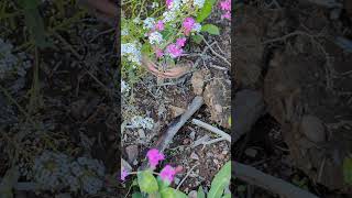 White-lined Sphinx #natureshorts  #insects