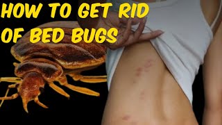 How to Get Rid of Bed Bugs? #bedbugs