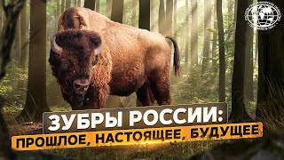 Зубры России: прошлое, настоящее, будущее