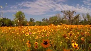 Hampton Flower Fields