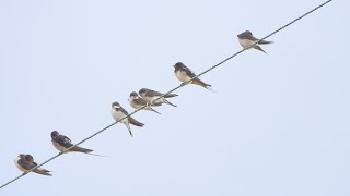 Goldcliff Birding #206 - Swallows, Grey Plover, Yellow Wagtail and more