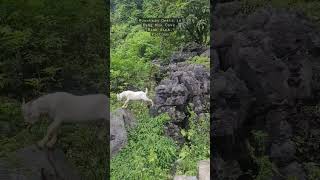 Mountain Goats in Hang Mua, Ninh Binh, Vietnam! Hiking and met new friends 😁 #MountainGoats #vietnam