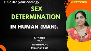 Sex Determination In Human B.Sc 3rd Year||SRY gene||TDF||Chromosomal Basis of Sex determination||